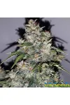 White Critical Express Feminised Kalashnikov Seeds