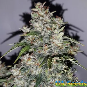 White Critical Express Feminised Kalashnikov Seeds