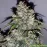 White Critical Express Feminised Kalashnikov Seeds
