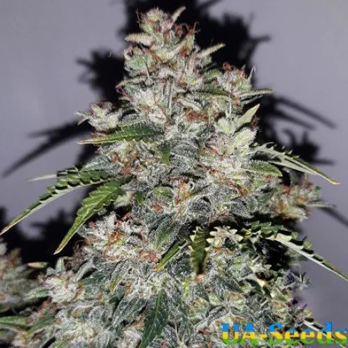 White Critical Express Feminised Kalashnikov Seeds