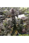 White Russian OG Feminised Kalashnikov Seeds