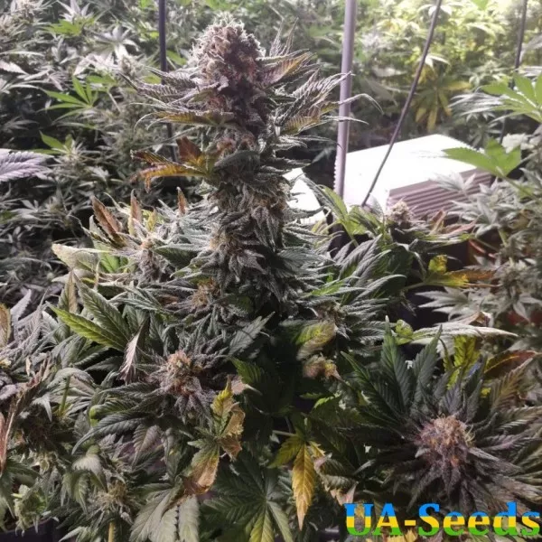 Насіння коноплі White Russian OG Feminised Kalashnikov Seeds