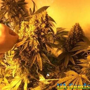 White Widow 47 Feminised Kalashnikov Seeds