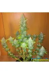 Ak Peace Feminised Крымские Семечки