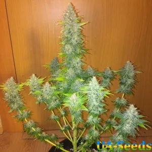 Ak Peace Feminised Крымские Семечки