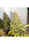 Critical 420 Feminised Крымские Семечки