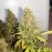 Critical 420 Feminised Кримські Насіння