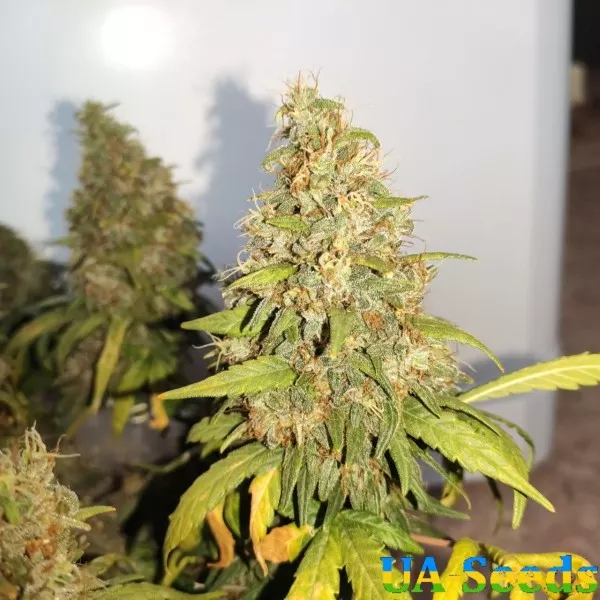 Насіння конопель Critical 420 Feminised Кримські Насіння