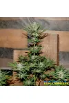 Critical 420 Auto Крымские Семечки