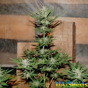 Critical 420 Auto Кримські Насіння