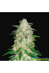 Gelato Punch Auto Крымские Семечки Gelato Punch Auto Крымские Семечки