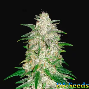 Gelato Punch Auto Кримські Насіння