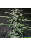 Gorilla Bud Auto Крымские Семечки Gorilla Bud Auto Крымские Семечки