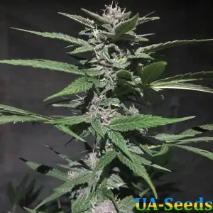Gorilla Bud Auto Кримські Насіння