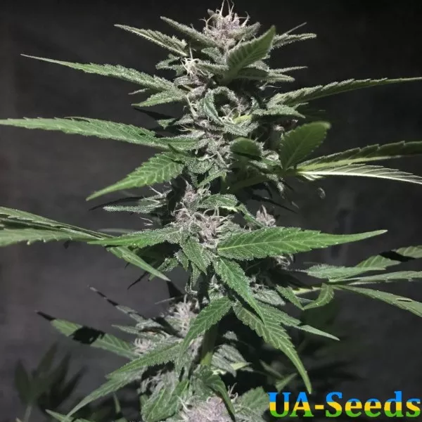 Насіння конопель Gorilla Bud Auto Кримські Насіння
