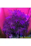 White Krim Widow Feminised Крымские Семечки