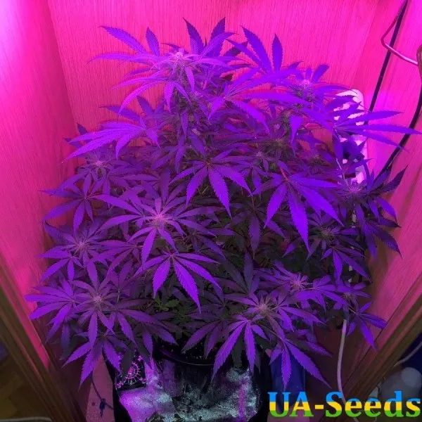 Насіння конопель White Krim Widow Feminised Кримське Насіння