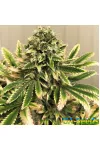 Yalta Kush Feminised Крымские Семечки