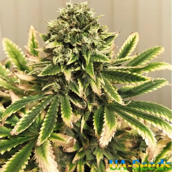 Насіння конопель Yalta Kush Feminised Кримське Насіння