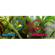 Из семян выросли “мужики”? Их тоже можно использовать!