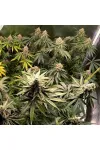 Meteor Express Feminised by BullySeeds Meteor Express Feminised by BullySeeds