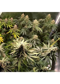 Meteor Express Feminised by BullySeeds