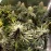 Meteor Express Feminised by BullySeeds