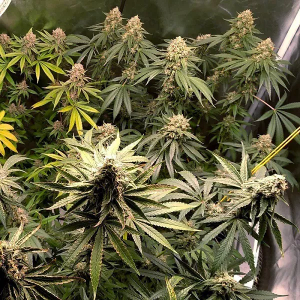 Семена конопли Meteor Express Feminised by BullySeeds