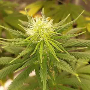 Auto California Orange Feminised