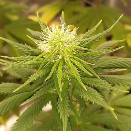 Auto California Orange Feminised