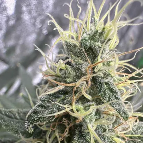 Насіння коноплі Auto Green Crack Feminised
