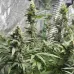 Насіння коноплі Auto Green Crack Feminised