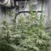 Насіння коноплі Auto Green Crack Feminised