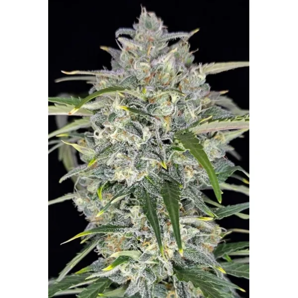 Насіння коноплі Sour Jealousy Auto Feminised