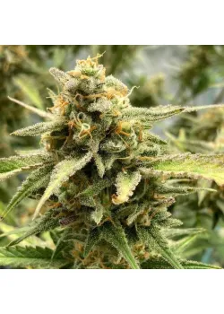 Sour Jealousy Auto Feminised