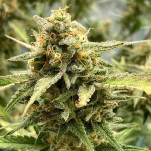 Sour Jealousy Auto Feminised Sour Jealousy Auto Feminised