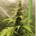 Семена конопли Auto THC Victory Feminised Семена конопли Auto THC Victory Feminised