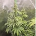 Семена конопли Auto THC Victory Feminised Семена конопли Auto THC Victory Feminised