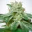 CBD Star