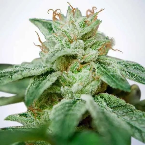 Насіння коноплі CBD Star