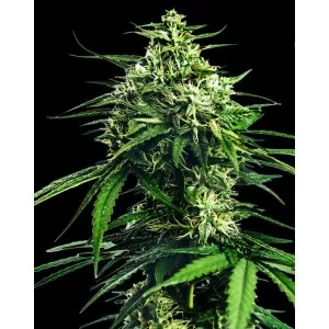 CBD King