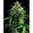 CBD King