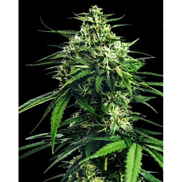 Семена конопли CBD King