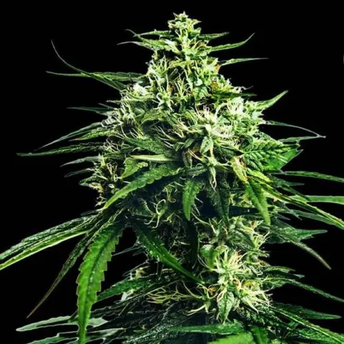 Насіння коноплі CBD King