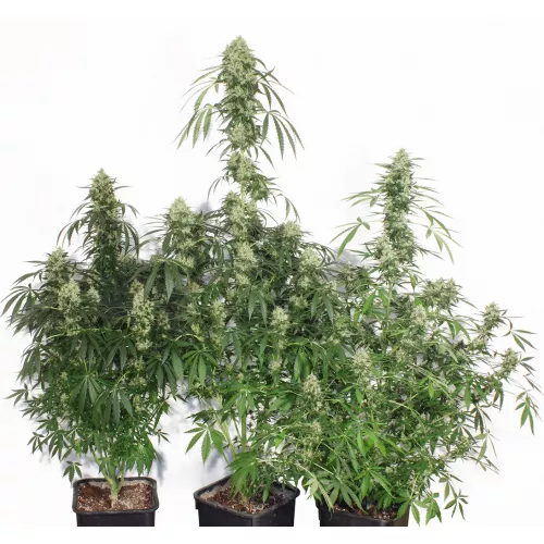 Семена конопли Crop Champ Express Feminised by BullySeeds