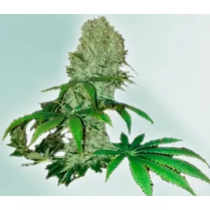 CBD Cure