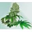 CBD Cure