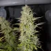 Семена конопли God's Gift Feminised
