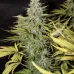 Семена конопли God's Gift Feminised