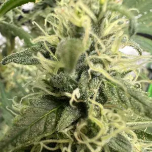 Green Crack Feminised Green Crack Feminised